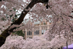 Cherry blossoms at UW
